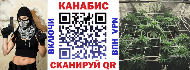 Конопля конопля  Тбилисская 